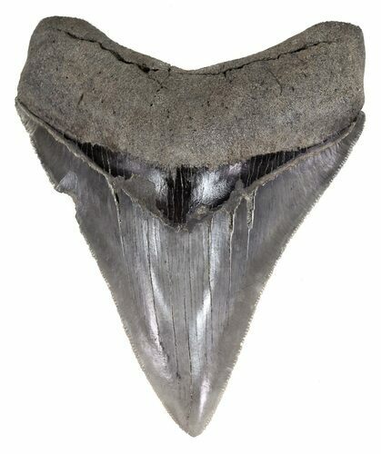 Sharp, Megalodon Tooth - Georgia #55636